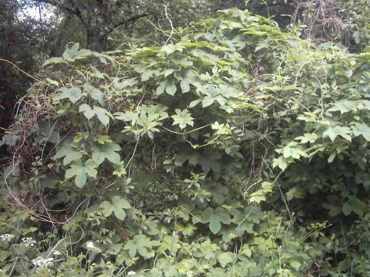 Римачі з panoramio.com - Рымачи