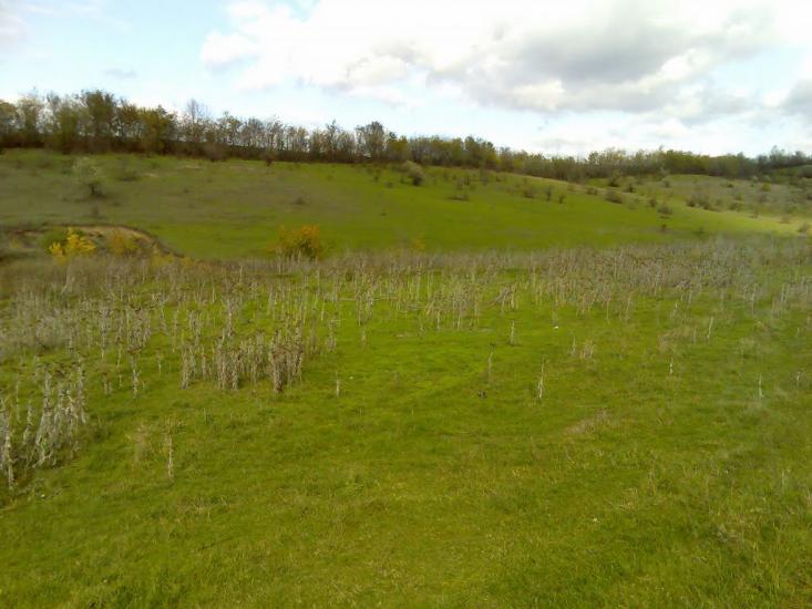 Фрунзівка з panoramio.com - Фрунзівка