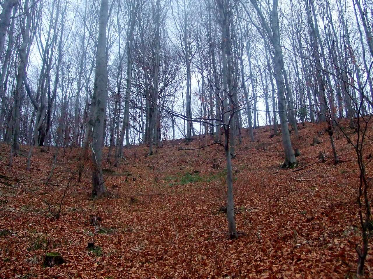 краєвид - Rozgirche