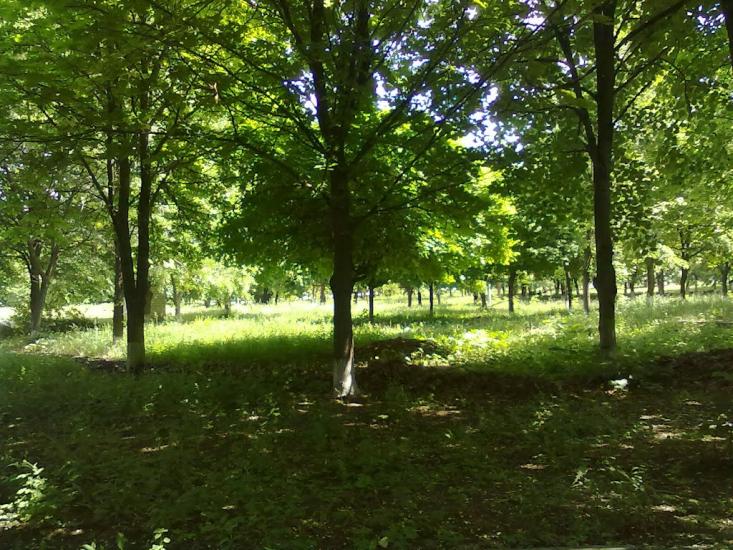 Куйбишеве з panoramio.com - Kuybisheva