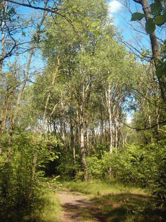 Коцюри з panoramio.com - Коцюри