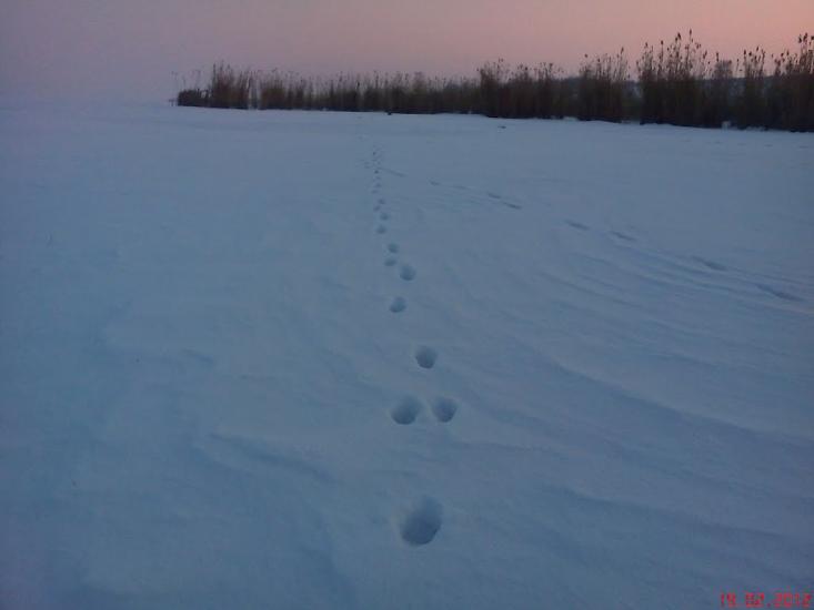 Суворове з panoramio.com - Suvorove
