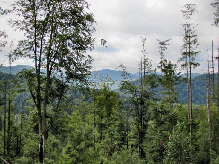 Кам'янка з panoramio.com - Каменка