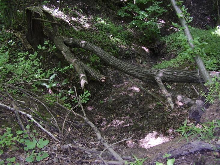 Коржівці з panoramio.com - Korzhivtsi