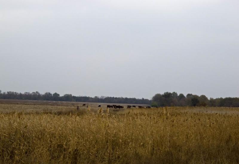 Суворовка з panoramio.com - Суворовка