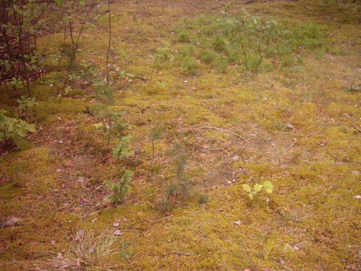 Лисняки з panoramio.com - Лисняки