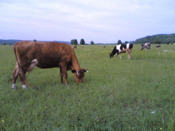 Блюдники з panoramio.com - Блюдники