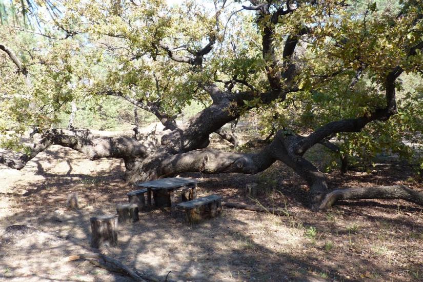 Підлісне з panoramio.com - Pidlisne
