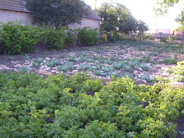 Комишівка з panoramio.com - Камышовка