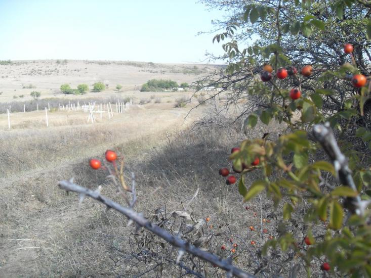Рєпіне з panoramio.com - Рєпіне