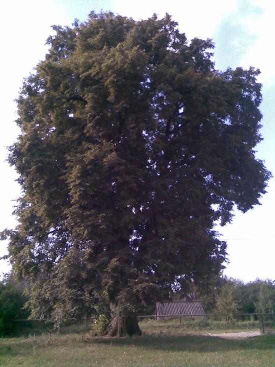 Любинь з panoramio.com - Любинь