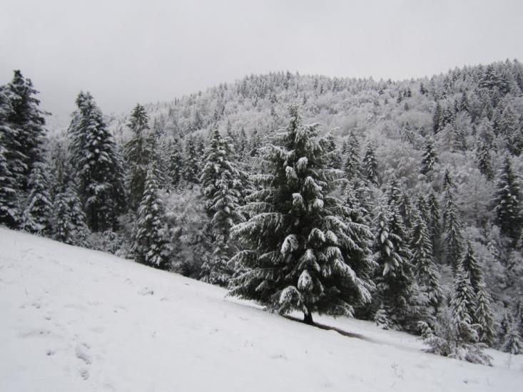 Ставне з panoramio.com - Stavne