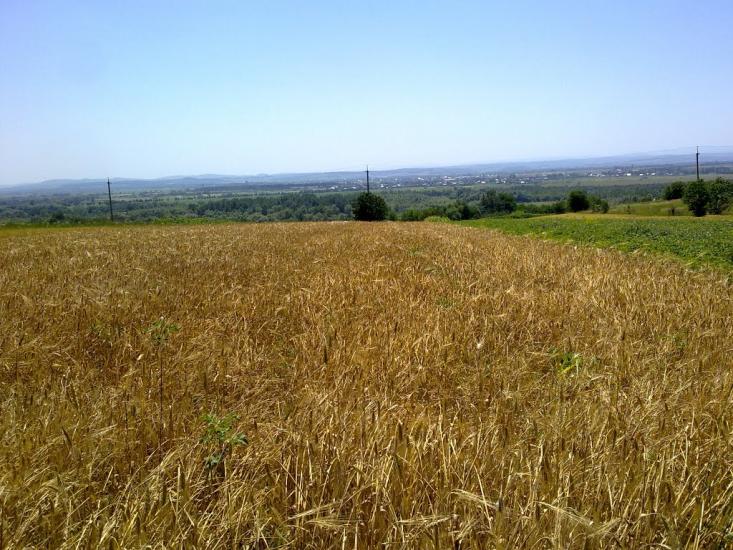 Будилів з panoramio.com - Будилів