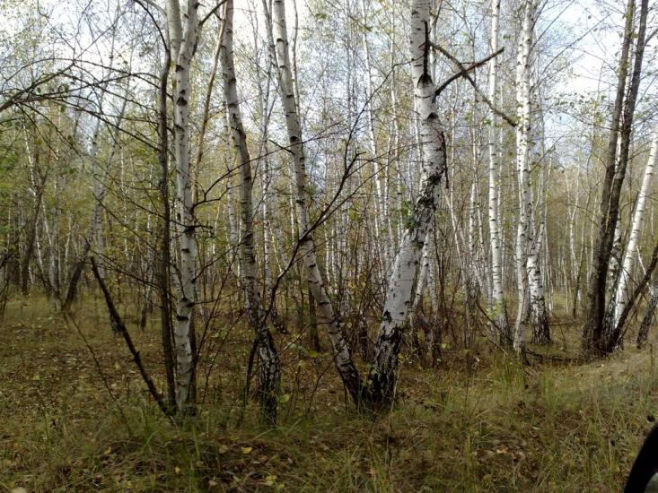 Кицівка з panoramio.com - Кицевка