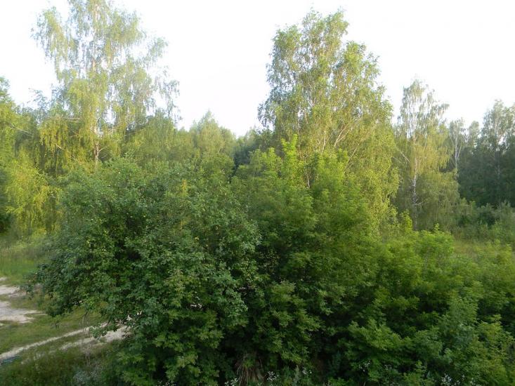 Городня з panoramio.com - Городня