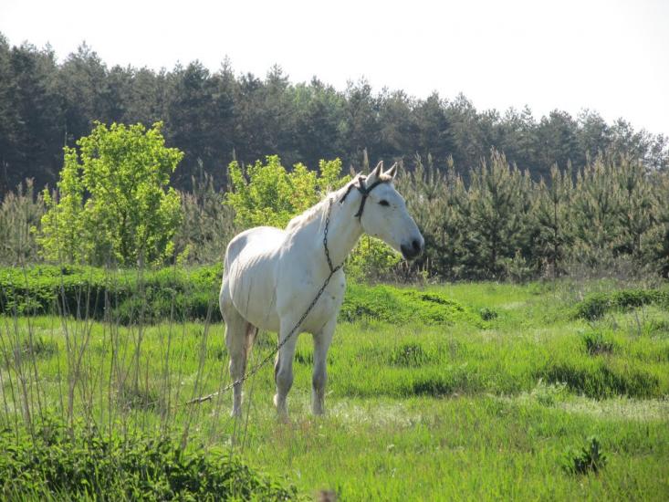 Норцівка з panoramio.com - Норцовка