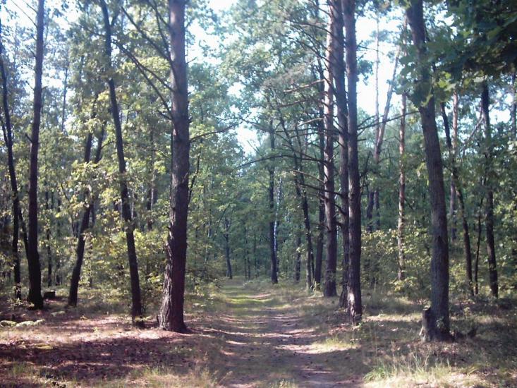 Лисняки з panoramio.com - Lysnyaky