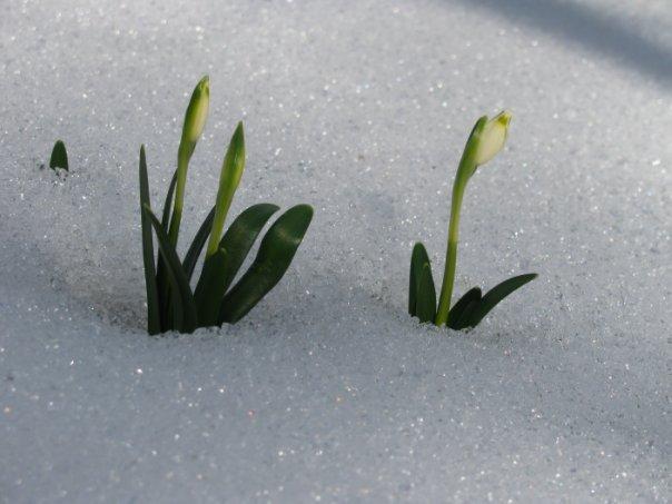 Надорожна з panoramio.com - Надорожна