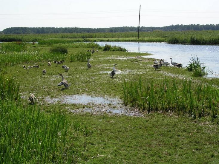 Любешів з panoramio.com - Любешов