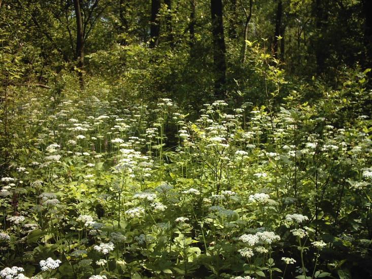 Коцюри з panoramio.com - Коцюри