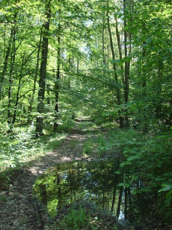 Хрипськ з panoramio.com - Khrypsk
