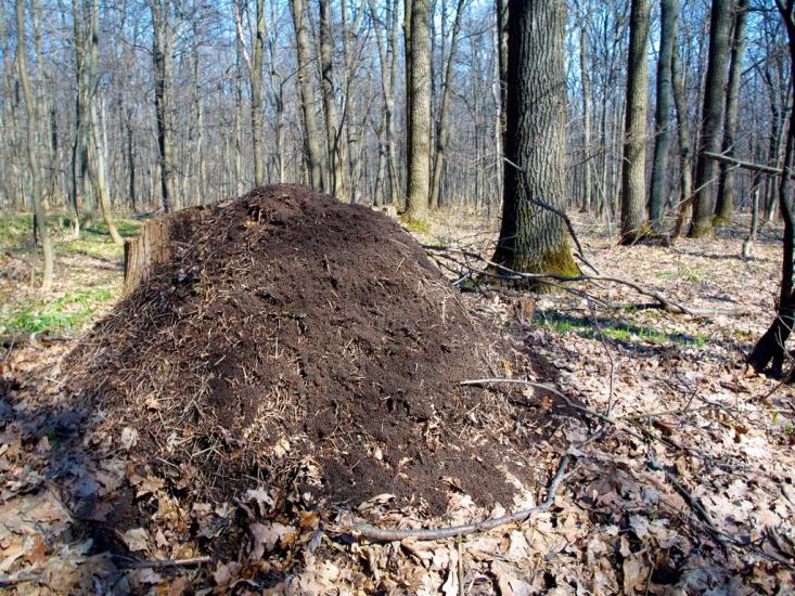 Високий з panoramio.com - Высокий