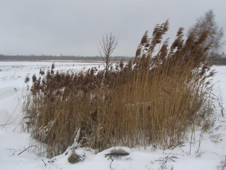 Камінь-Каширський з panoramio.com - Камінь-Каширський