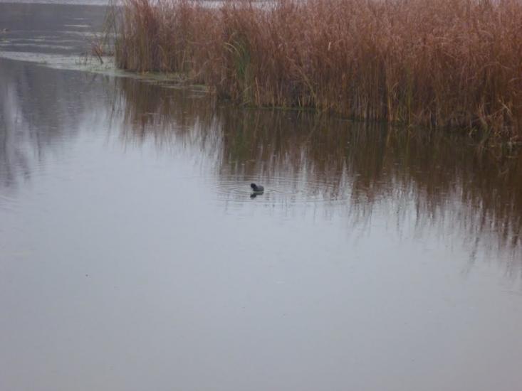 Комсомольське з panoramio.com - Комсомольське