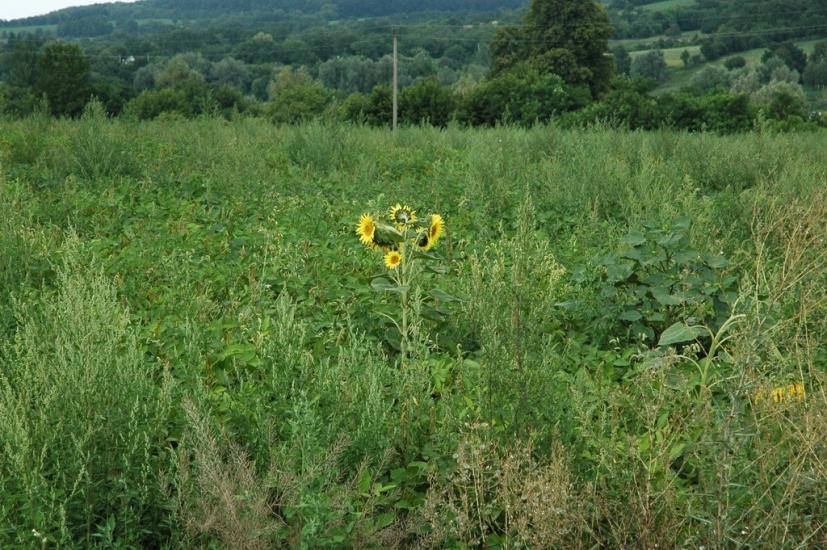 Пединівка з panoramio.com - Пединівка