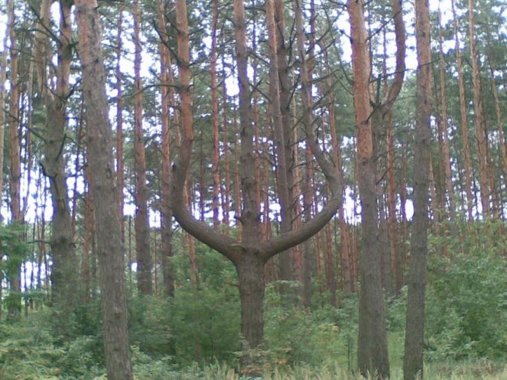 Блиставиця з panoramio.com - Блиставиця