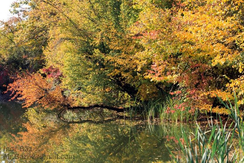 Піонерське з panoramio.com - Пионерское