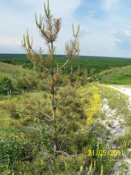 Пискунівка з panoramio.com - Pyskunivka