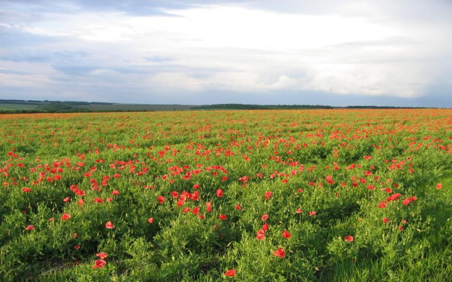 Всесвятське з panoramio.com - Всесвятское