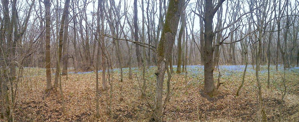 Пискунівка з panoramio.com - Pyskunivka