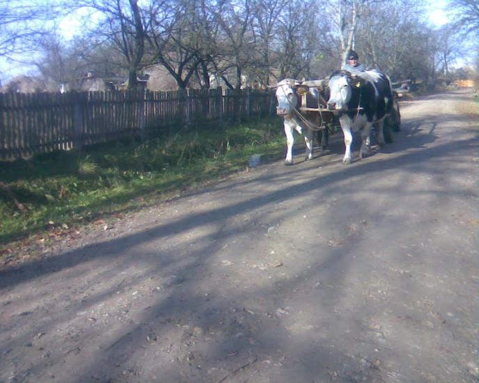 Тарасівці з panoramio.com - Тарасовцы