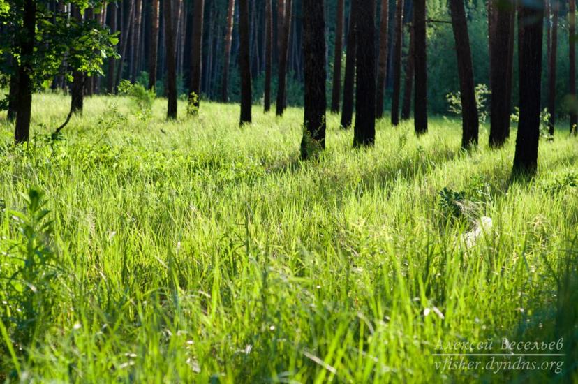 Підлісне з panoramio.com - Pidlisne