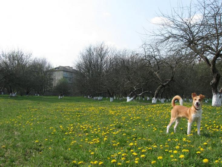 Золотоноша з panoramio.com - Золотоноша
