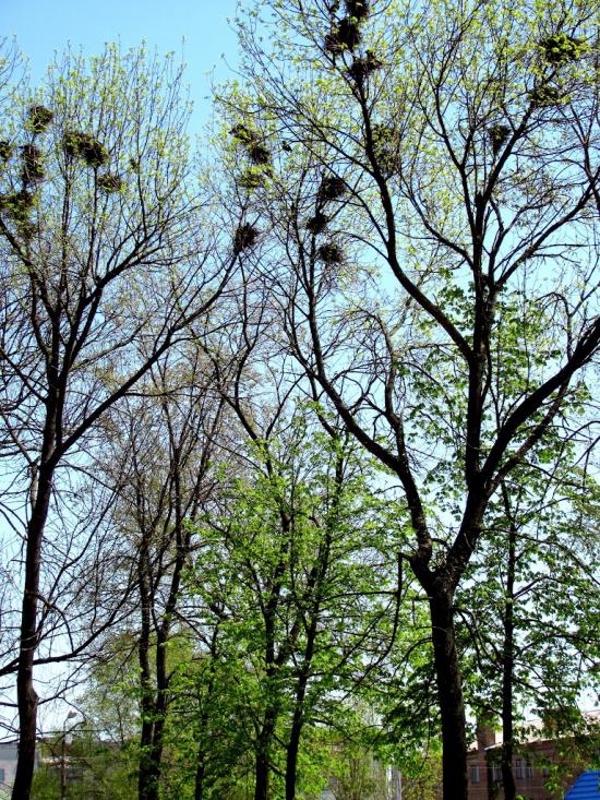Сарни з panoramio.com - Сарни