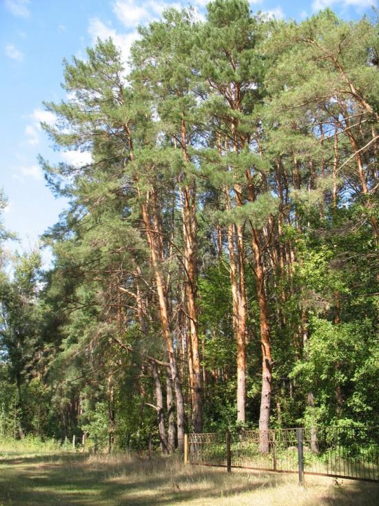 Підлиман з panoramio.com - Подлиман