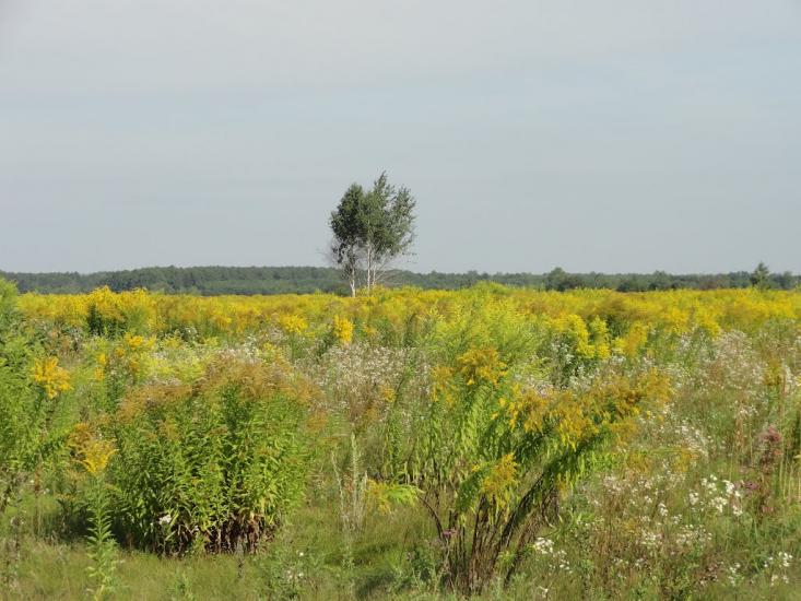 Звози з panoramio.com - Звозы