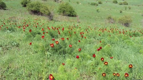 Никанорівка з panoramio.com - Nykanorivka