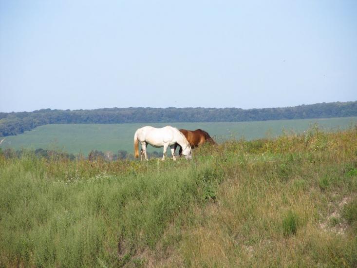 Ямпіль з panoramio.com - Yampil