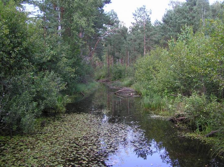 Струмок з panoramio.com - Струмок