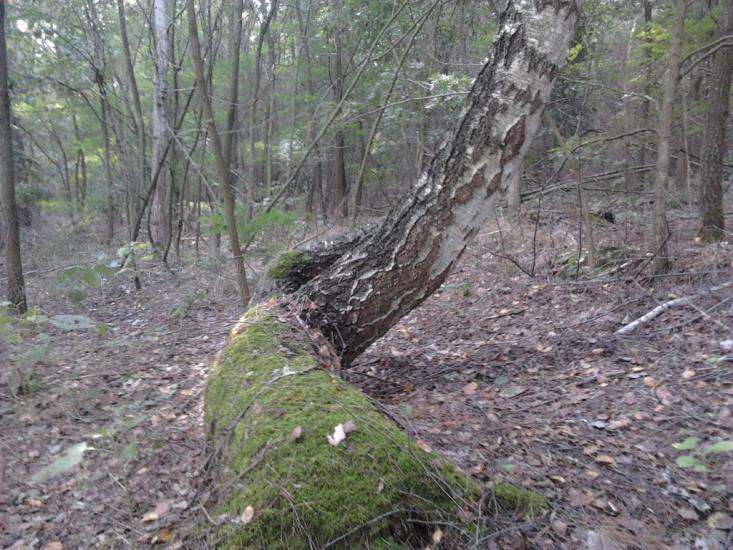 Березань з panoramio.com - Berezan