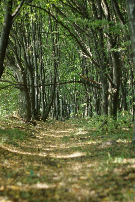 Немиринці з panoramio.com - Немиринцы