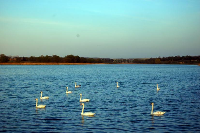 Рогізне з panoramio.com - Рогозное