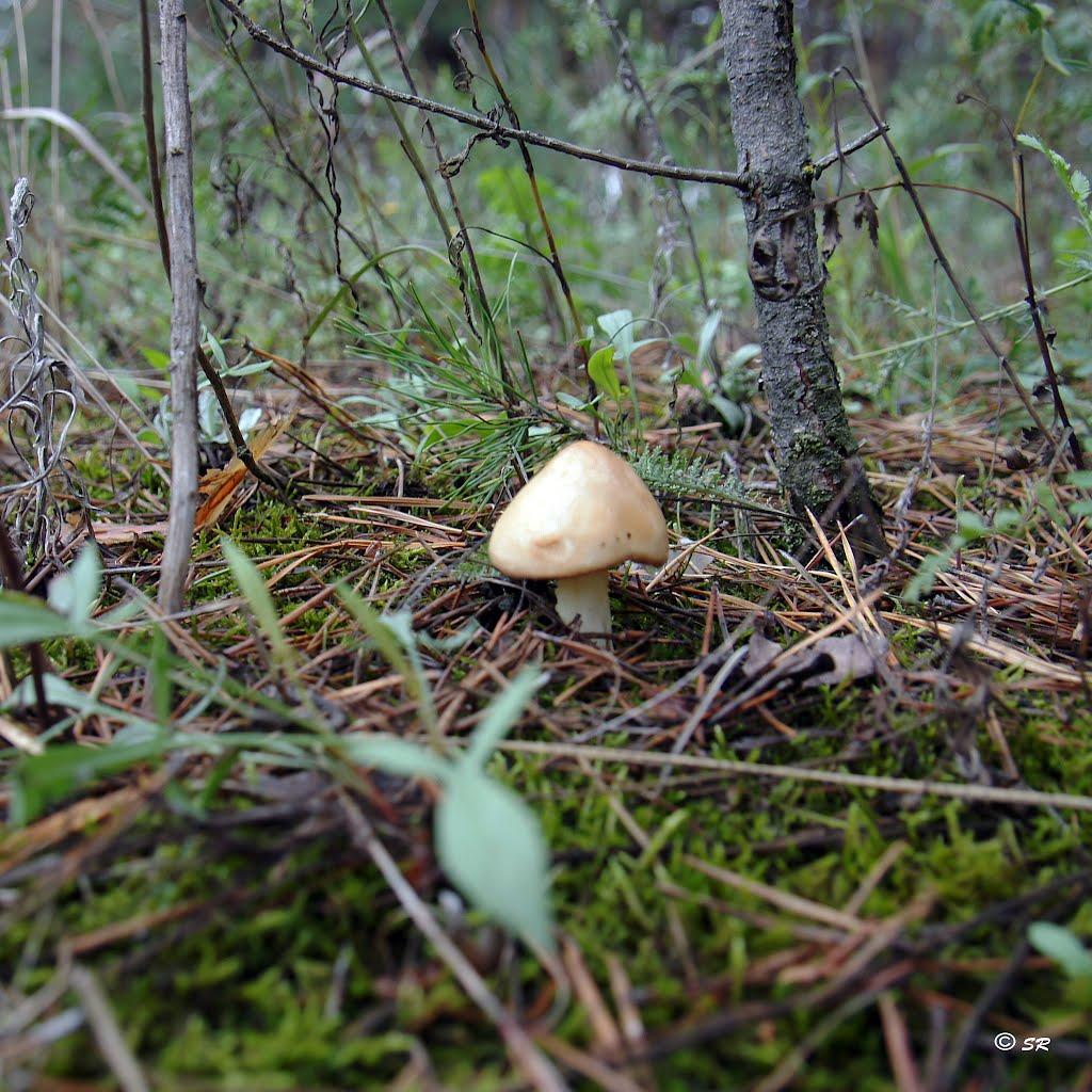 Карабинівка з panoramio.com - Карабинівка