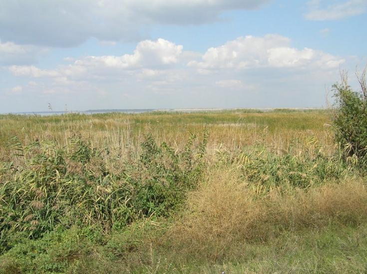 Новосільське з panoramio.com - Novosilske