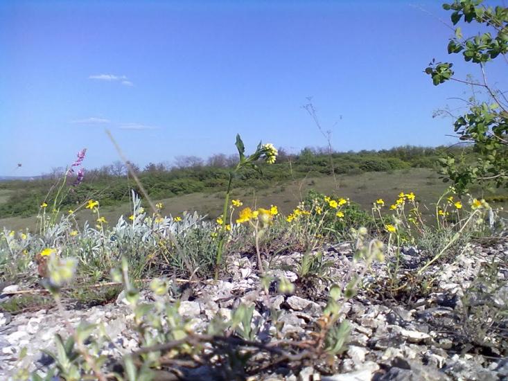 Пискунівка з panoramio.com - Pyskunivka