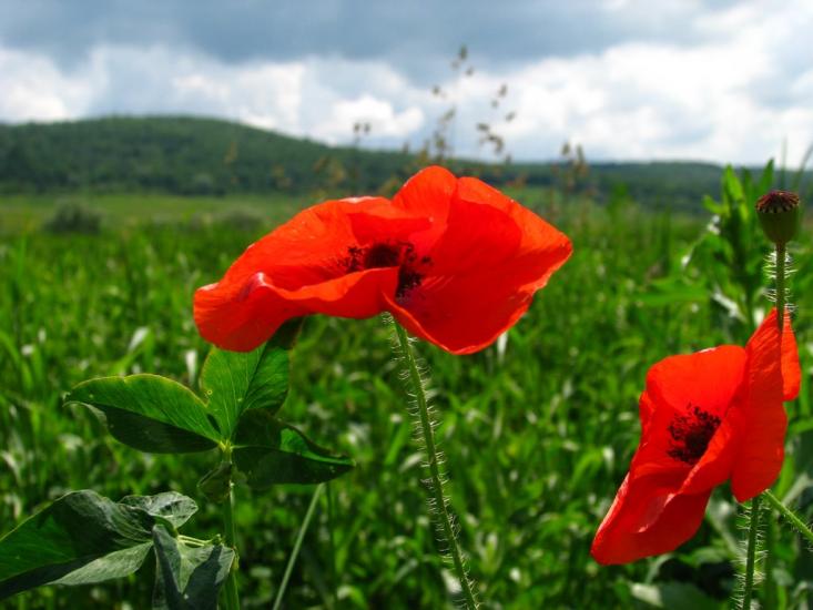 Підмихайля з panoramio.com - Подмихайло